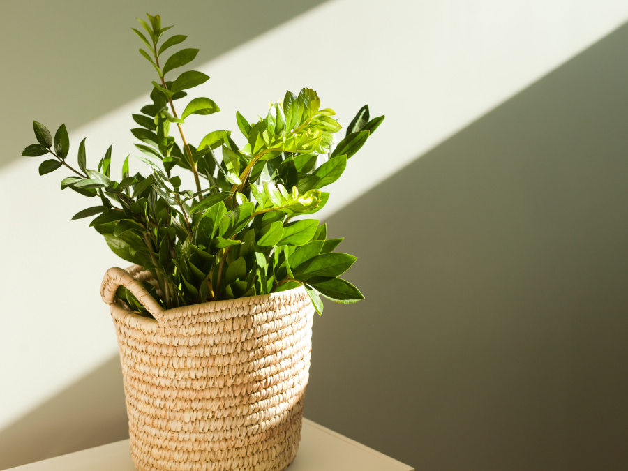 カゴに入った植木